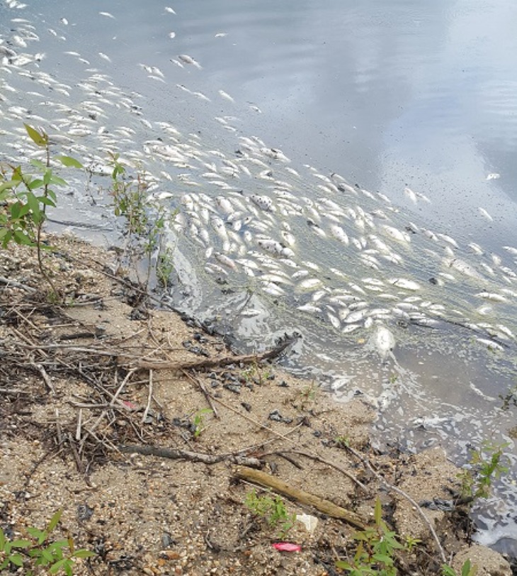 [환경관리과]가축 분뇨 유출로 인근 저수지 물고기 집단폐사 사진 2.jpg