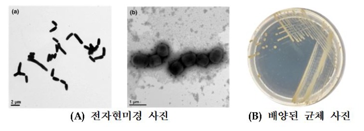 국립낙동강생물자원관, 전자현미경 사진과 배양된 균체 사진.JPG
